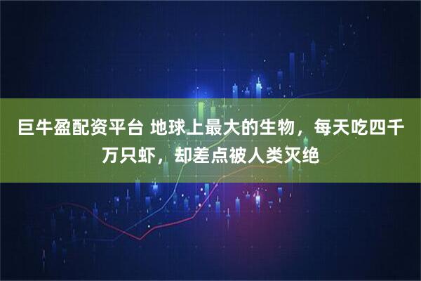 巨牛盈配资平台 地球上最大的生物，每天吃四千万只虾，却差点被人类灭绝